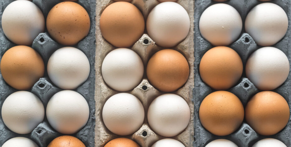En Huevos Zamy trabajamos cada día para llevar a las familias Colombianas productos frescos, nutritivos y de la más alta calidad.